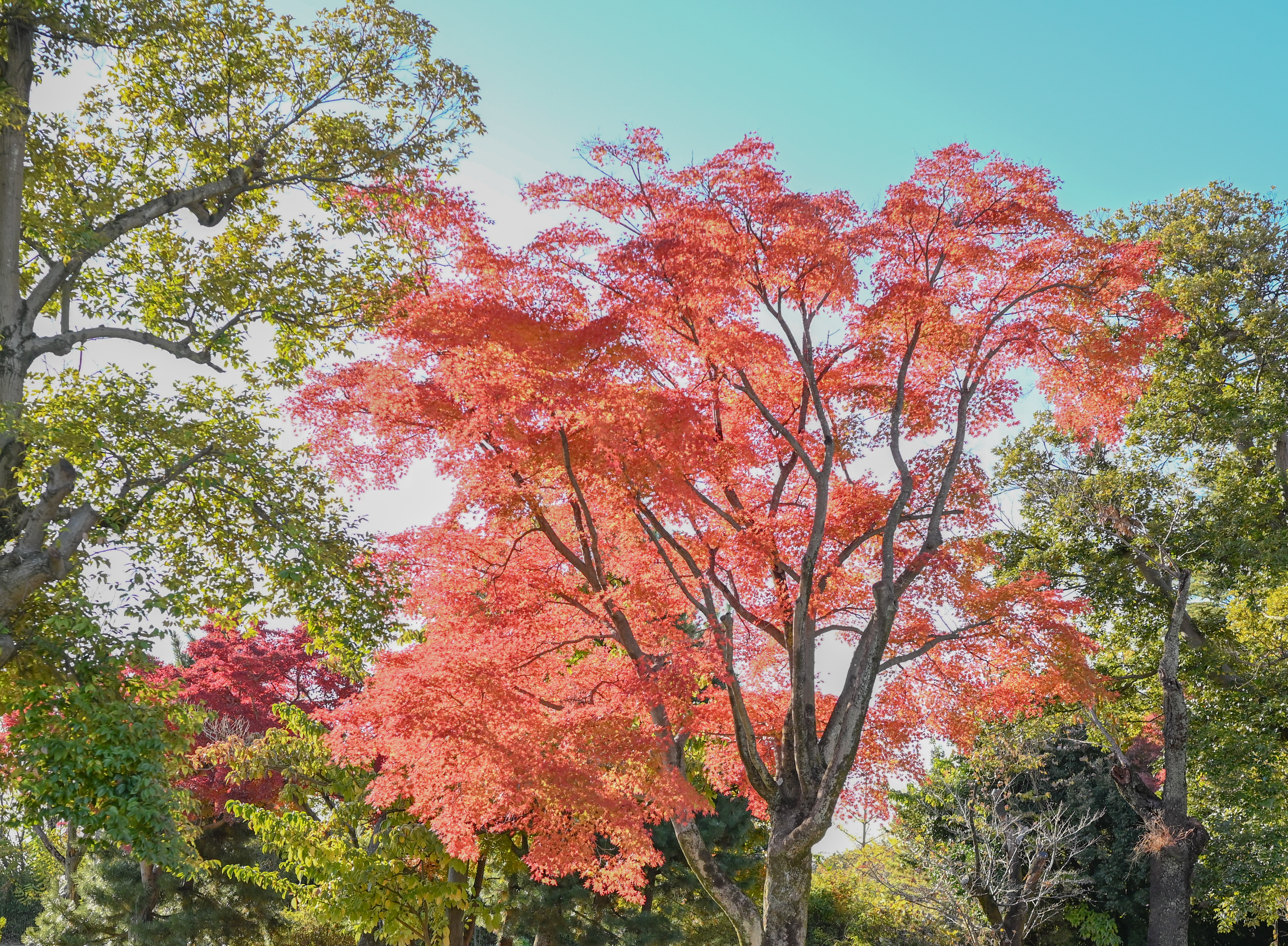 狭山公園　多摩湖　紅葉　2024