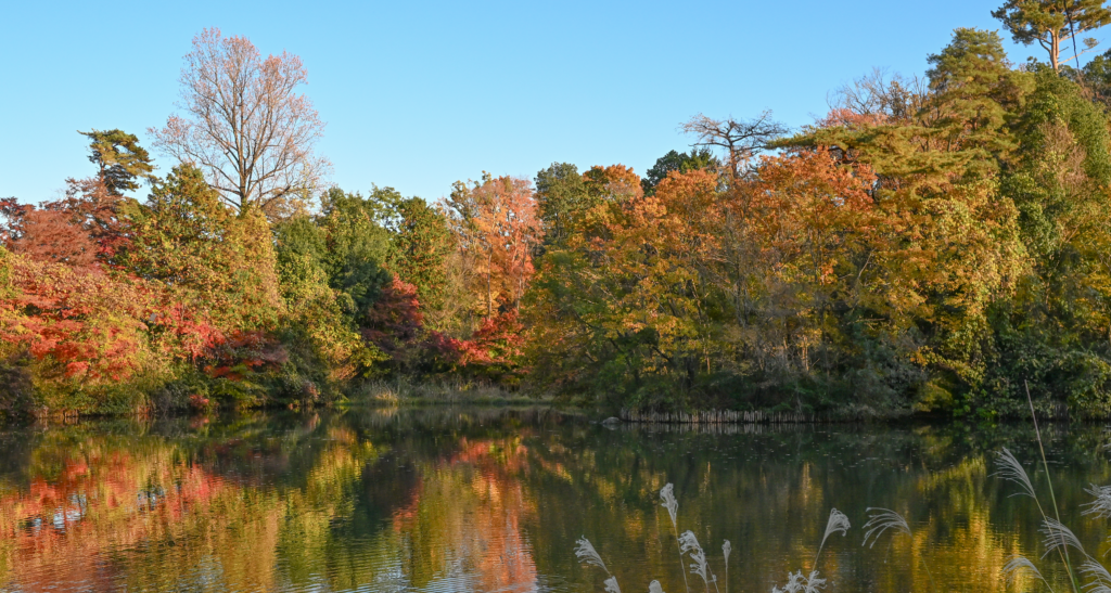 狭山公園　多摩湖　紅葉　2024